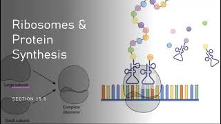 AHS 120 Ch 155  Ribosomes amp Protein Synthesis [upl. by Ardni878]