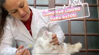 Como dar remédiomedicamento líquido para gatos  nível fácil e médio 💉 💦  😸 [upl. by Suryt]