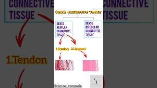 19 Dense connective tissue amp its type ligamentamptendonbiology upsc ssc neet ligament tendon [upl. by Kenta779]