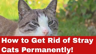 How to Get Rid of Stray Cats Permanently [upl. by Annayt]