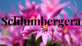 Schlumbergera Grow and Care Tips [upl. by Sundberg585]