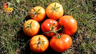 Harvesting my Heirloom Tomatoes • Autumn 2024 [upl. by Aramen]