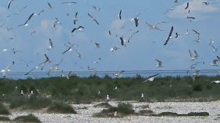 Hundreds of Seagulls on Trischen Island [upl. by Evod]