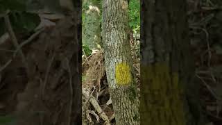 Finally Saw a Bear on a Trail Run  Catoctin Mountain Park [upl. by Arehc]