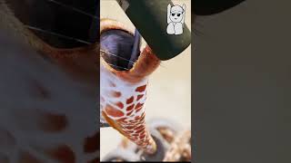 Giraffe VS Elephant For Water [upl. by Tifanie507]