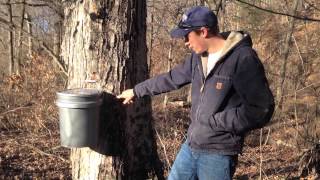 How2 make Maple Syrup  Part 2 Selecting and Tapping the Tree [upl. by Annavahs]