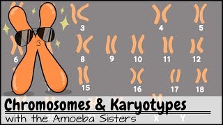 Chromosomes and Karyotypes [upl. by Nedac481]