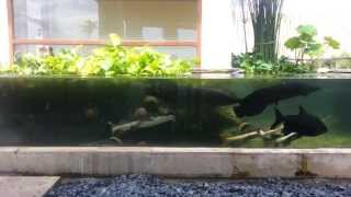 The Arapaima Pirarucu or Paiche Arapaima Gigas [upl. by Efron]