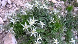 EDELWEISS [upl. by Aidas]