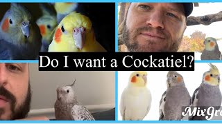 So you think you want a Cockatiel The Birdbrains Podcast EP 36 [upl. by Aline857]