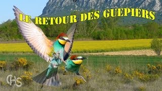 Le Guêpier dEurope Documentaire👍 [upl. by Sotnas305]