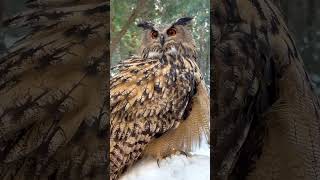 Eurasian Eagle Owl falconry owl [upl. by Okiek]