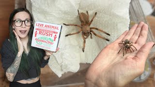 Attention HATERS Aphonopelma are NOT BORING  UNBOXING my NEW FAVORITE TARANTULAS from Tom P [upl. by Pelage758]