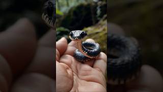 Nature beauty snake in forest nature forest snake snakevideo winzaza506 [upl. by Eiggep326]