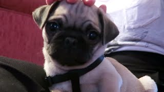 MOPSHOND PUPPY  Weekvlog [upl. by Nylaras]