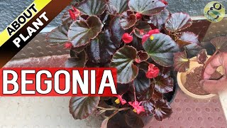 BEGONIA PLANT CARE How to Grow and Propagate Begonia Cuttings  Garden Tips in English [upl. by Yasmine]