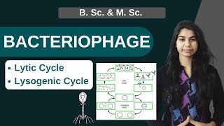 BACTERIOPHAGE  Lytic Cycle  Lysogenic Cycle  B Sc amp M Sc [upl. by Sug]