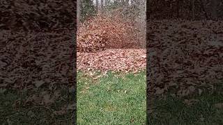 Fall Cleanup Using a Ferris FB3000 Stand On Blower [upl. by Tiedeman]