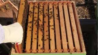 Drones and messy burr comb  Bee Vlog 84  Mar 30 2013 [upl. by Noryd]