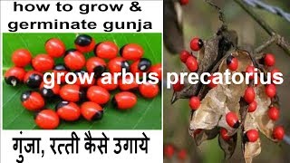 how to grow amp germinate gunja ratti Abrus precatorius crab eye plant from seeds at home in hindi [upl. by Nortal151]