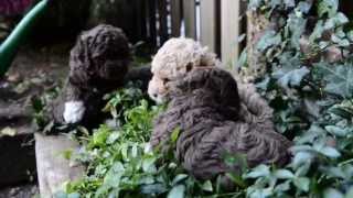 Italiaanse waterhond puppies 5e week deel 1 [upl. by Altheta]