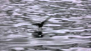 Wilsons petrels eating gentoo penguin fat Antarctica [upl. by Olympia]