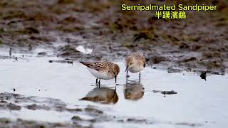 Semipalmated Sandpiper 半蹼濱鷸 [upl. by Melda]