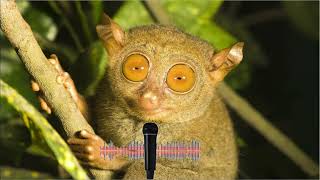 Philippine Tarsier Ultrasonic Sound [upl. by Asimaj335]