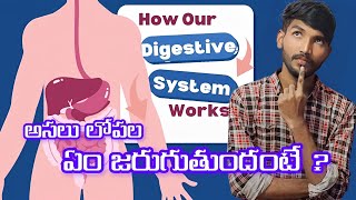 how does the human digestive system work step by step humandigestivesystem digestivesystem [upl. by Aikcin]