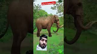 Jungle safari 😂😂 comedy funny shorts [upl. by Lipsey586]