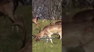 Leading the Herd The Matriarchal Society of Deer 🦌👑 MatriarchalDeer HerdLeadership shorts [upl. by Tamsky]