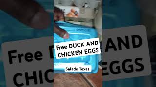 Free eggs Salado Texas [upl. by Feodor]