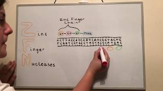 Genome Editing Techniques ZFNs TALENs and CRISPR [upl. by Yesak]