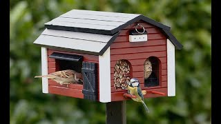 bird food house stream [upl. by Nortna]