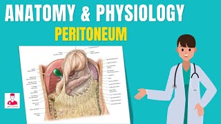 التجويف البريتوني وغشاء الصفاق في البطن  peritoneum and peritoneal cavity [upl. by Yslek]