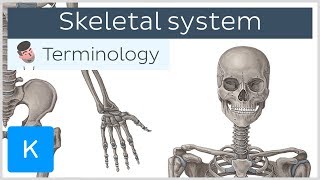 Skeletal system  Anatomical terminology for healthcare professionals  Kenhub [upl. by Neret]