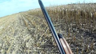 South Dakota Pheasant Hunting\Garden Hills [upl. by Monti]