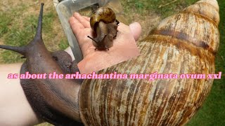 as about the archachatina marginata ovum xxl [upl. by Hsiwhem]