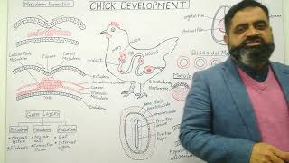 Development in Chick Embryo English medium profmasoodfuzail  Gastrulation in chick Embryo [upl. by Ready303]