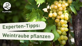 Weinreben pflanzen Weintrauben im Garten richtig einpflanzen Anleitung [upl. by Corey937]