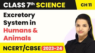 Class 7 Science Chapter 11  Excretory System in Humans amp AnimalsTransportation in Animals amp Plants [upl. by Tewell]