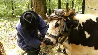 Fourg Autrefois 2017 Boeufs vosgiens de JeanLuc Guerringue [upl. by Ordnassela]