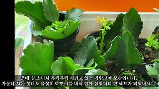 봄꽃 카랑코에 칼란디바 물꽂이 이후 흙에서 번식 KalanchoeCalandiva Plant [upl. by Ingelbert]