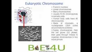 Difference between Prokaryotic and Eukaryotic Chromosomes  Cell Biology  biologyexams4u [upl. by Panta541]