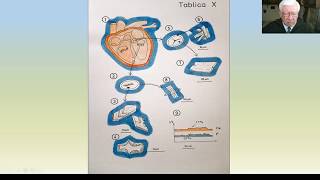 Wykład 16 System krwionośny  zwapnienia zastawek serca [upl. by Maggee]