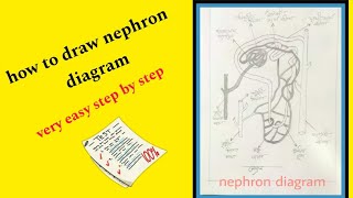 how to draw nephron diagramvery easy  step by steppenci sketch [upl. by Ymme751]