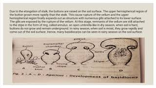 Development of Basidiocarp amp Internal structure of Gills [upl. by Llennor]