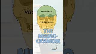 Bones of the Neurocranium anatomy education [upl. by Behka]