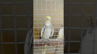 Parkatha parkathabirds birdslover bird bestyoutubeshorts treandingshort tamilshortstamil [upl. by Naraj]