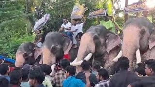 കാളിവിഷ്‌ണുനാരായൺ ശേഖരൻ മഹാദേവൻ 🔥 aanapremi thrissur perunnal pooram video [upl. by Paten]